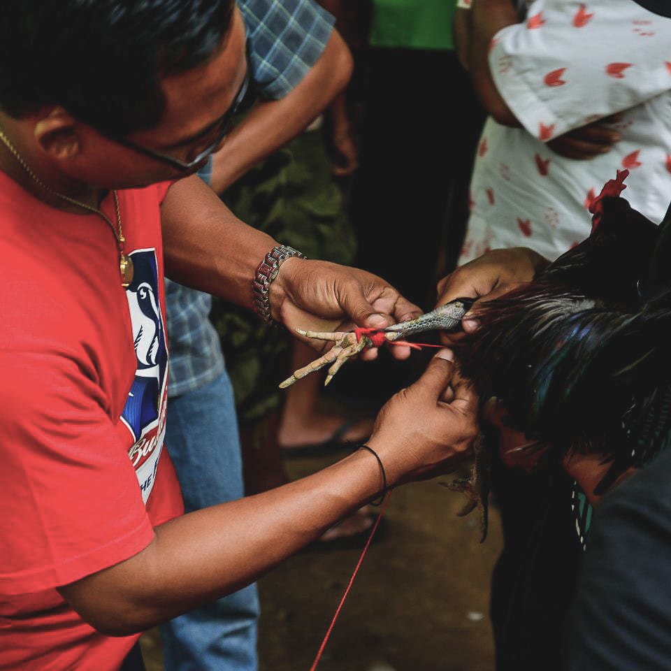Hahnenkämpfe Bali Indonesien Reportage Fotografie